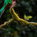 Bird Watching Tours for the Panama Canal